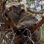 Deep Creek Hike: Trails and Tales with a Foreign Flair - Practical Aspects to Keep in Mind