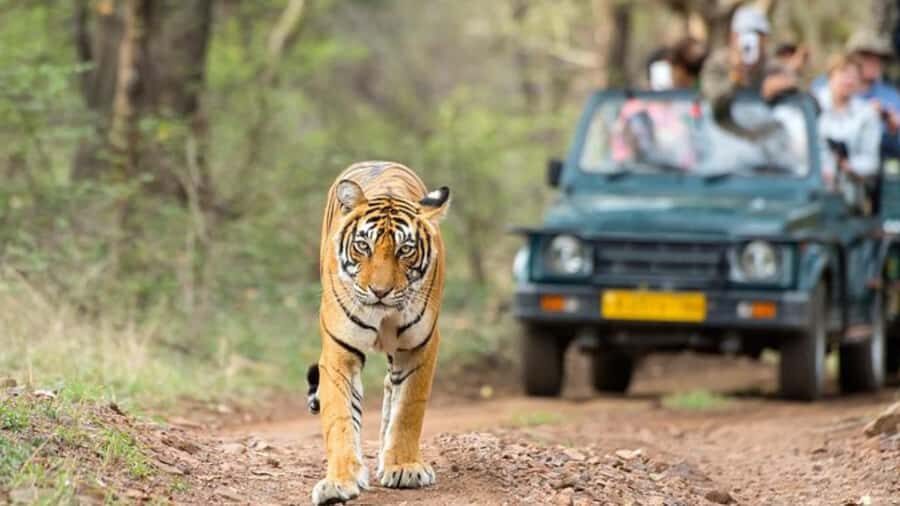 Delhi: 7 Days Golden Triangle with Tiger safari & Varanasi - Why This Tour Offers Great Value