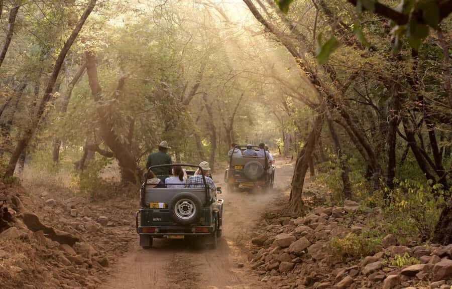 Delhi: Ranthambore National Park 3-Day Tour with Safari. - What You Can Expect: Wildlife Encounters & Comfort
