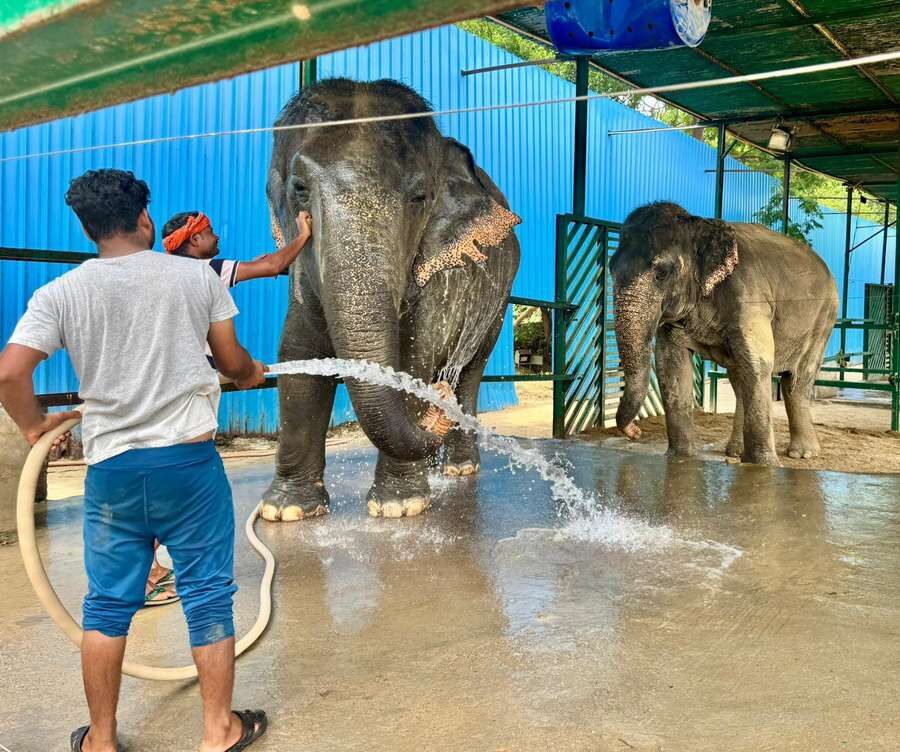 Delhi: Sunrise Taj Mahal & Elephant Rescue - All Inclusive - The Itinerary Breakdown