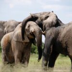 Delhi : Taj Mahal Sunrise Tour with Elephant SOS Center - Detailed Breakdown of the Itinerary