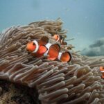 Discover Scuba Diving (DSD) 1 day Experience - The Marine Environment and Why It’s Special