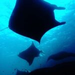 Discover Scuba Diving (DSD) Lembongan Island - Who Will Love This Tour?