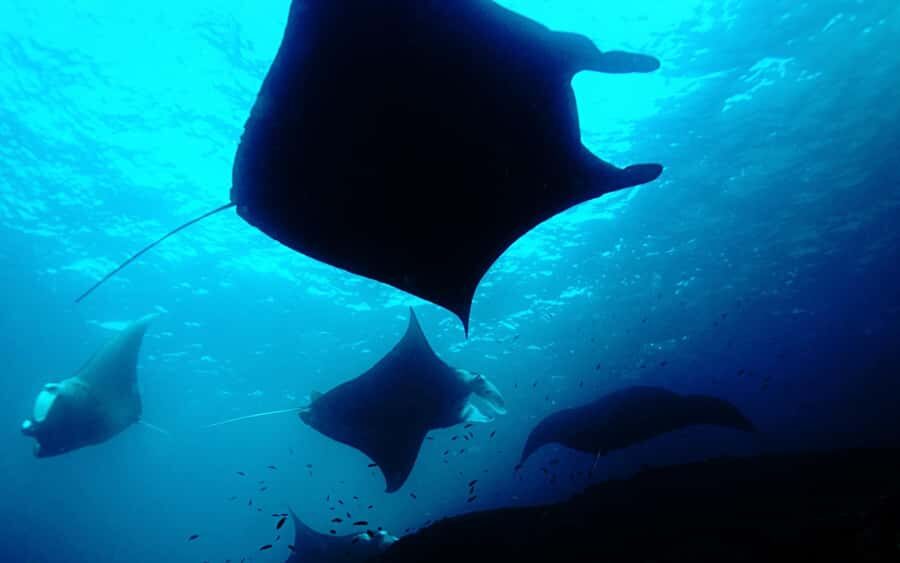Discover Scuba Diving (DSD) Lembongan Island - Who Will Love This Tour?