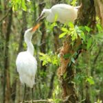 Discover Tan Lap Floating Village from Ho Chi Minh city - Who Should Consider This Tour?