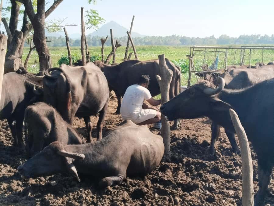 Discover the Art of Curd Making in Tissamaharama - Why This Tour Stands Out