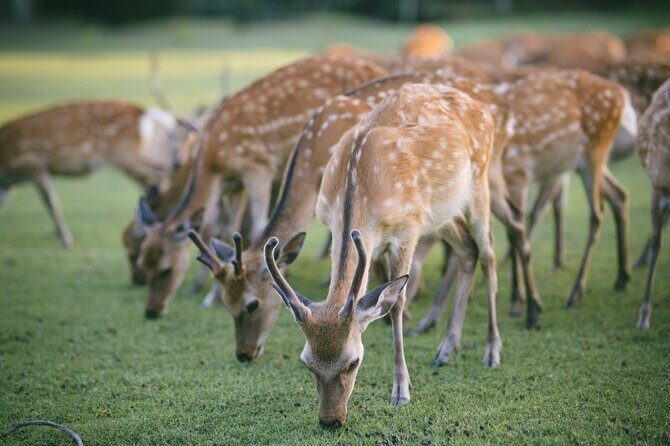Discover the Timeless Charm and Natural Beauty of Nara - Practical Details and What to Expect