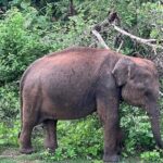 Discover the Wild Magic of Udawalawe National Park - The Itinerary Breakdown: What to Expect