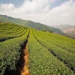 Doi Mae Salong and Mae Sai Explored - What the Tour Really Delivers