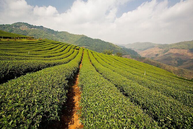 Doi Mae Salong and Mae Sai Explored - What the Tour Really Delivers