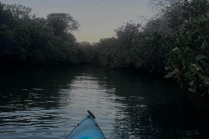Dolphin Sanctuary Kayak Tours Twilight Mangrove Kayak - What to Expect from the Itinerary