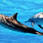 Dolphin Watching Boat Tour from Kalpitiya - The boat experience and logistics