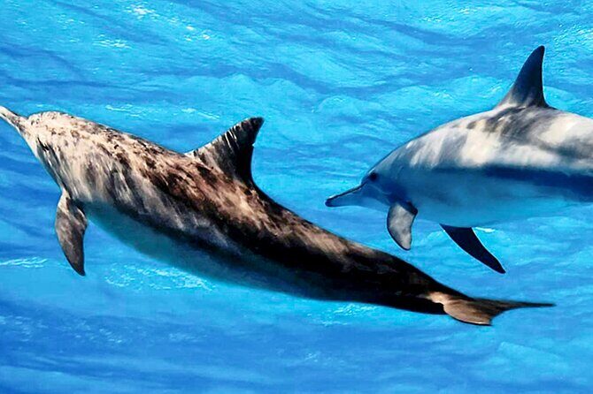 Dolphin Watching Boat Tour from Kalpitiya - The boat experience and logistics