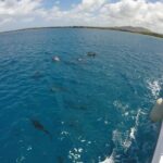 Dolphin Watching Cruise with Underwater Observatory Viewing - What’s Included and What to Consider
