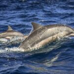 Dolphin Watching Experience in Trincomalee - The Itinerary and Logistics