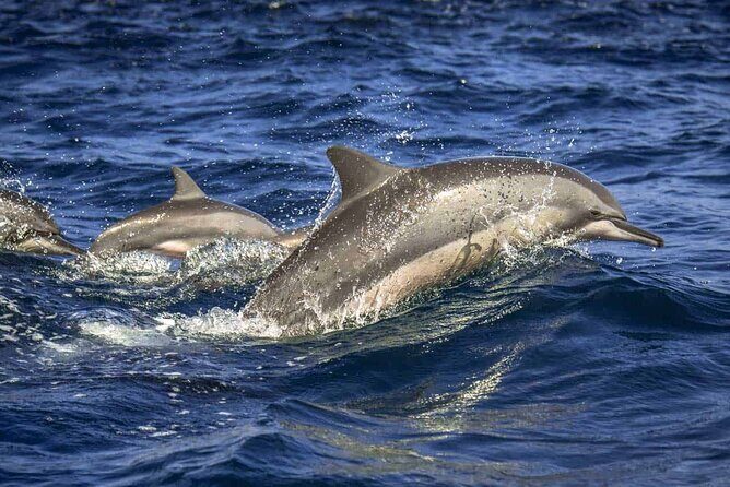 Dolphin Watching Experience in Trincomalee - The Itinerary and Logistics