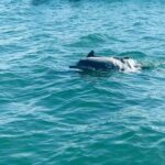 Dolphin Watching in Kalpitiya - What Reviewers Say