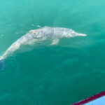 Dolphin Watching Tan and Pig Island Tour from Koh Samui - Considerations to Keep in Mind