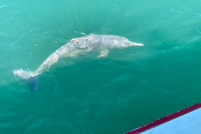 Dolphin Watching Tan and Pig Island Tour from Koh Samui - Considerations to Keep in Mind