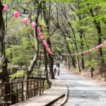 Donghaksa Temple Cherry Blossom and Jeonju Hanok Village - Authentic Experiences and Hidden Gems