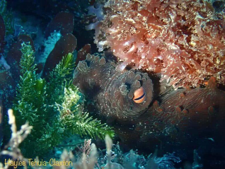 Double Shore Dive with Equipment - Who Would Love This Experience?