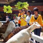 Dream World Bangkok Amusement Park Unlimited Ride & Snow Town - Authentic Insights from Reviewers