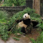 Dujiangyan Panda Base and Mt.Qingcheng one day private tour - Practical Tips for Your Day Out