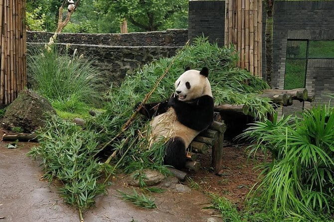 Dujiangyan Panda Base and Mt.Qingcheng one day private tour - Practical Tips for Your Day Out