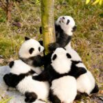 Dujiangyan: Panda Valley Ticket with Souvenir Charm - FAQ