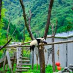 Dujiangyan: Wolong Shenshuping Panda Garden Ticket - Discovering Wolong Shenshuping Panda Garden