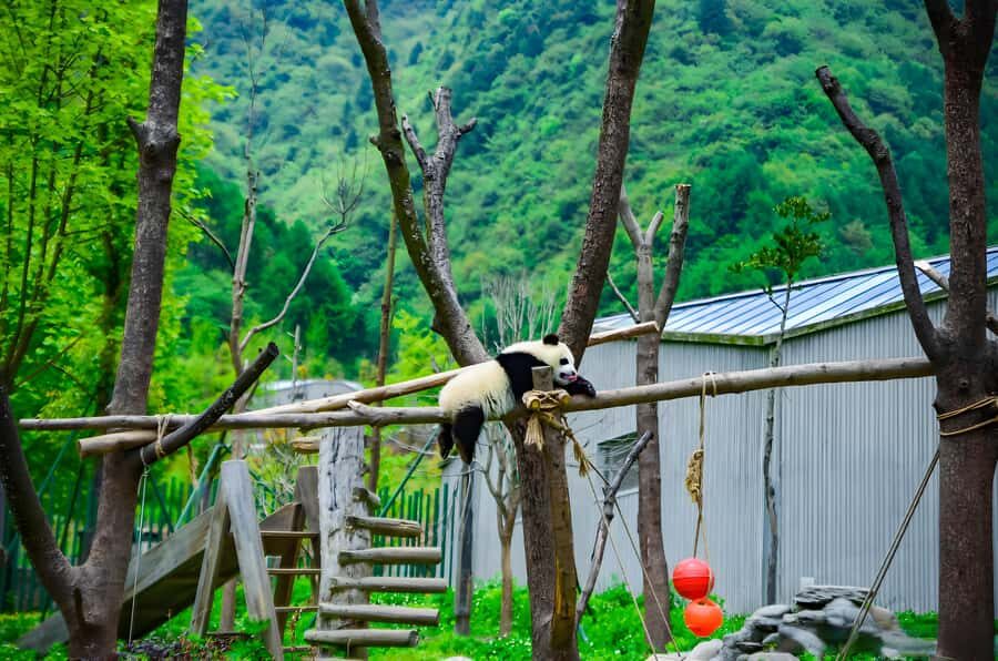 Dujiangyan: Wolong Shenshuping Panda Garden Ticket - Discovering Wolong Shenshuping Panda Garden