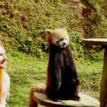 Dujingyan Giant Panda tour option Red Panda interactive - Why This Tour Offers Great Value