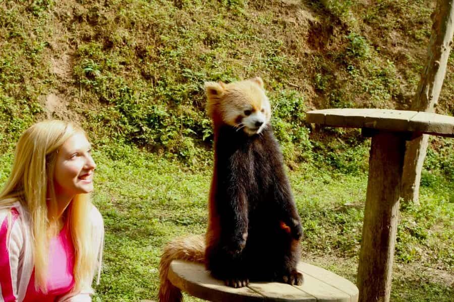 Dujingyan Giant Panda tour option Red Panda interactive - Why This Tour Offers Great Value