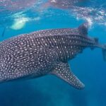 Dumaguete Oslob Whaleshark Tour - Final Thoughts: Is It Worth It?