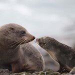 Dunedin: Otago Peninsula Clearwater Wildlife Tour - Value and Cost Analysis