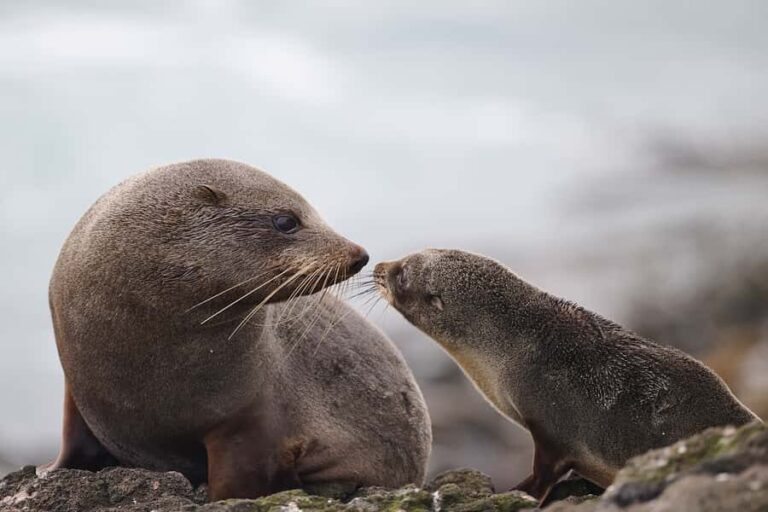 Dunedin: Otago Peninsula Clearwater Wildlife Tour - Value and Cost Analysis