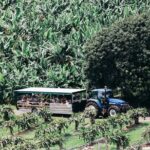 E-bike Rail Trail & Tropical Fruit World Tour: Gold Coast & Byron - The Scenic Highlights and the Tunnel