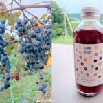 E-bike tour in the country side of Saitama near Tokyo - The Itinerary: What to Expect