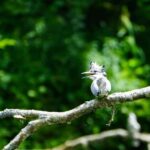 Eastern Hokkaido: Canoe, Stargazing, and Birdwatching - Who Should Consider This Tour?