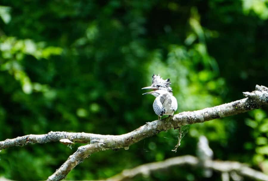 Eastern Hokkaido: Canoe, Stargazing, and Birdwatching - Who Should Consider This Tour?