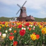 Eastern Hokkaido: Shibazakura & Tulip Park Day Tour - The Scenic Journey to Kamiyubetsu Tulip Park