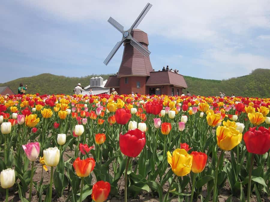 Eastern Hokkaido: Shibazakura & Tulip Park Day Tour - The Scenic Journey to Kamiyubetsu Tulip Park