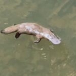 Eco Wildlife Two-Day Tour  Platypus & Kangaroos - The Experience from Reviews & Insights