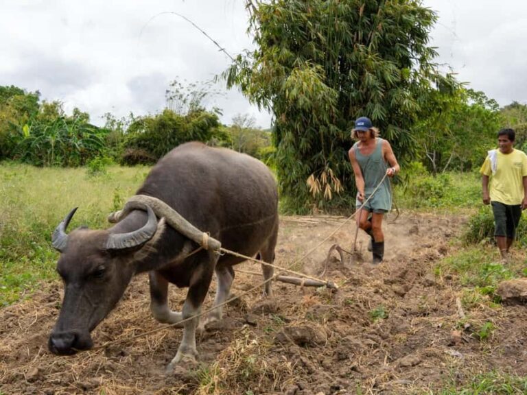 El Nido: Farm Tour, Snorkeling, Dinner, and Nipa Hut Stay - The Sum Up