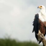 Elephant & Birdwatching Safari in Minneriya with Binoculars - Exploring Minneriya National Park: What to Expect