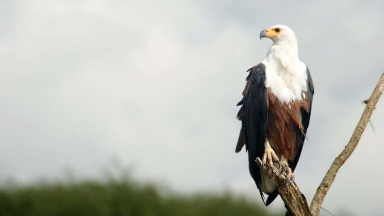 Elephant & Birdwatching Safari in Minneriya with Binoculars - Exploring Minneriya National Park: What to Expect