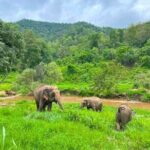 Elephant Care and Sticky Waterfalls (Bua Thong Waterfalls) Tour - Transport, Guides, and Overall Logistics