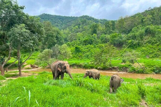 Elephant Care and Sticky Waterfalls (Bua Thong Waterfalls) Tour - Transport, Guides, and Overall Logistics
