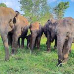 Elephant Corridor: Hurulu Eco Park Safari from Sigiriya - Understanding the Itinerary