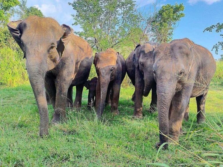 Elephant Corridor: Hurulu Eco Park Safari from Sigiriya - Understanding the Itinerary
